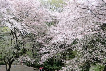 戸山公園