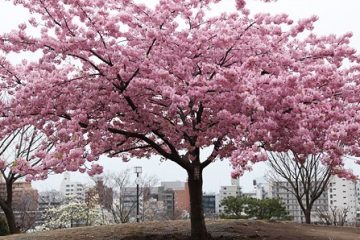 西郷山公園