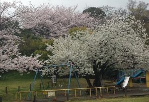 菅刈公園