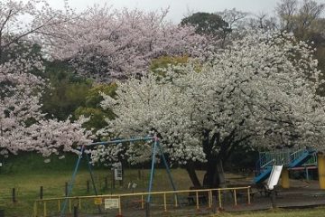 菅刈公園