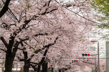 碑(いしぶみ)さくら通り