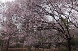 駒場野公園