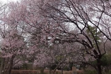 駒場野公園