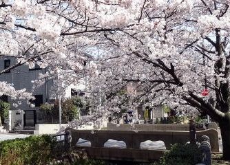 呑川本流緑道