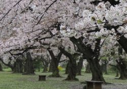 小石川植物園