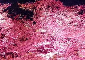 六本木ヒルズ