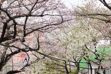 西尾久四丁目桜通り