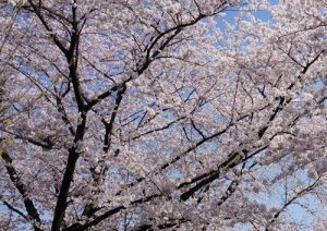 小菅東スポーツ公園