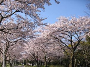 水元さくら堤