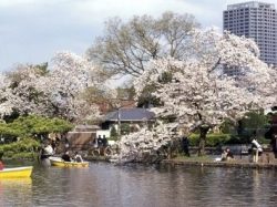 都立石神井公園