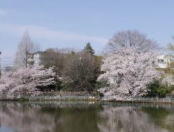 武蔵関公園