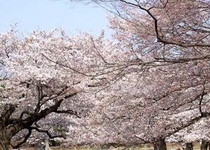 光が丘公園