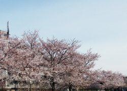 都立城北中央公園