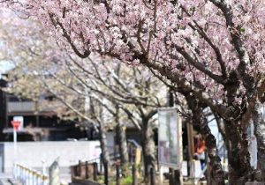 本町さくら公園