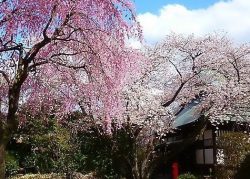 都立大泉中央公園