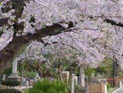 染井霊園