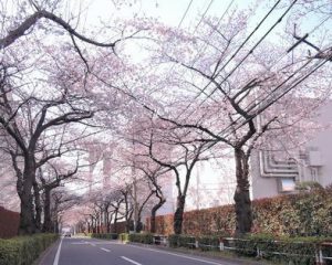 浮間中央通り