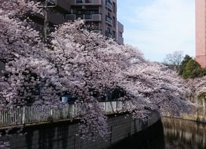 神田川沿い