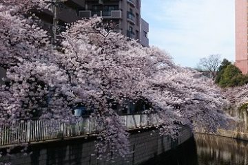 神田川沿い