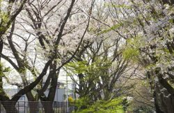 散策路旧玉川上水ルート周辺