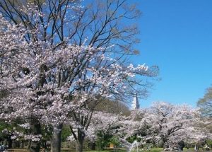 代々木公園