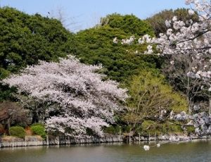 善福寺公園