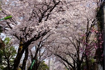 成城街路樹