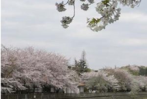 きたみふれあい広場野川緑地広場