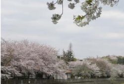 きたみふれあい広場野川緑地広場