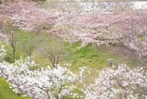 小松川千本桜