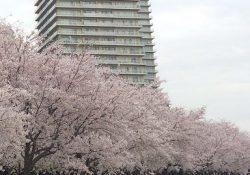 多摩川ガス橋