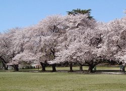 砧公園