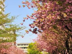 桜新道