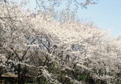 しながわ区民公園