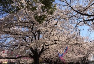 宇喜田さくら公園周辺