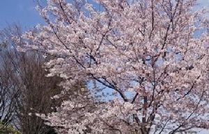 滝野川公園