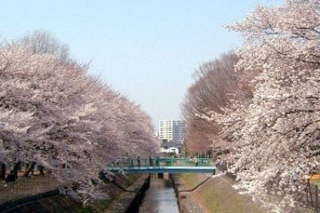 善福寺川緑地・和田掘公園