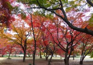 新宿御苑