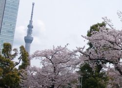 錦糸公園