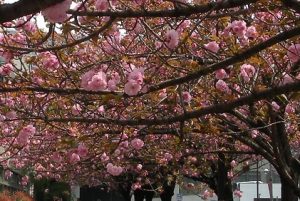 銀座桜通り