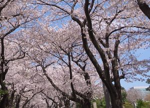 青山霊園