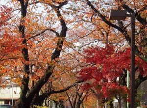 呑川本流緑道