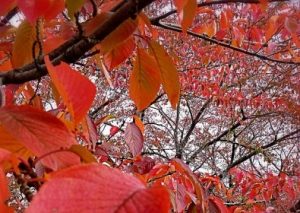 旧中川水辺公園