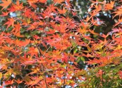 向島百花園