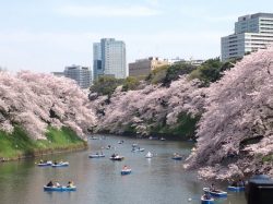 千鳥ヶ淵公園