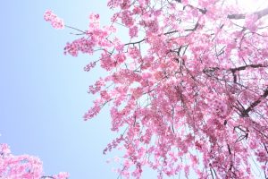 西郷山公園