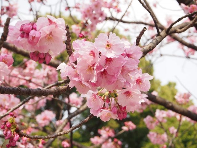 北柏木公園