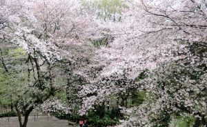 戸山公園