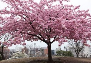 西郷山公園