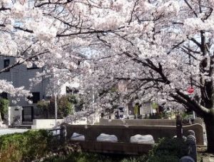 呑川本流緑道